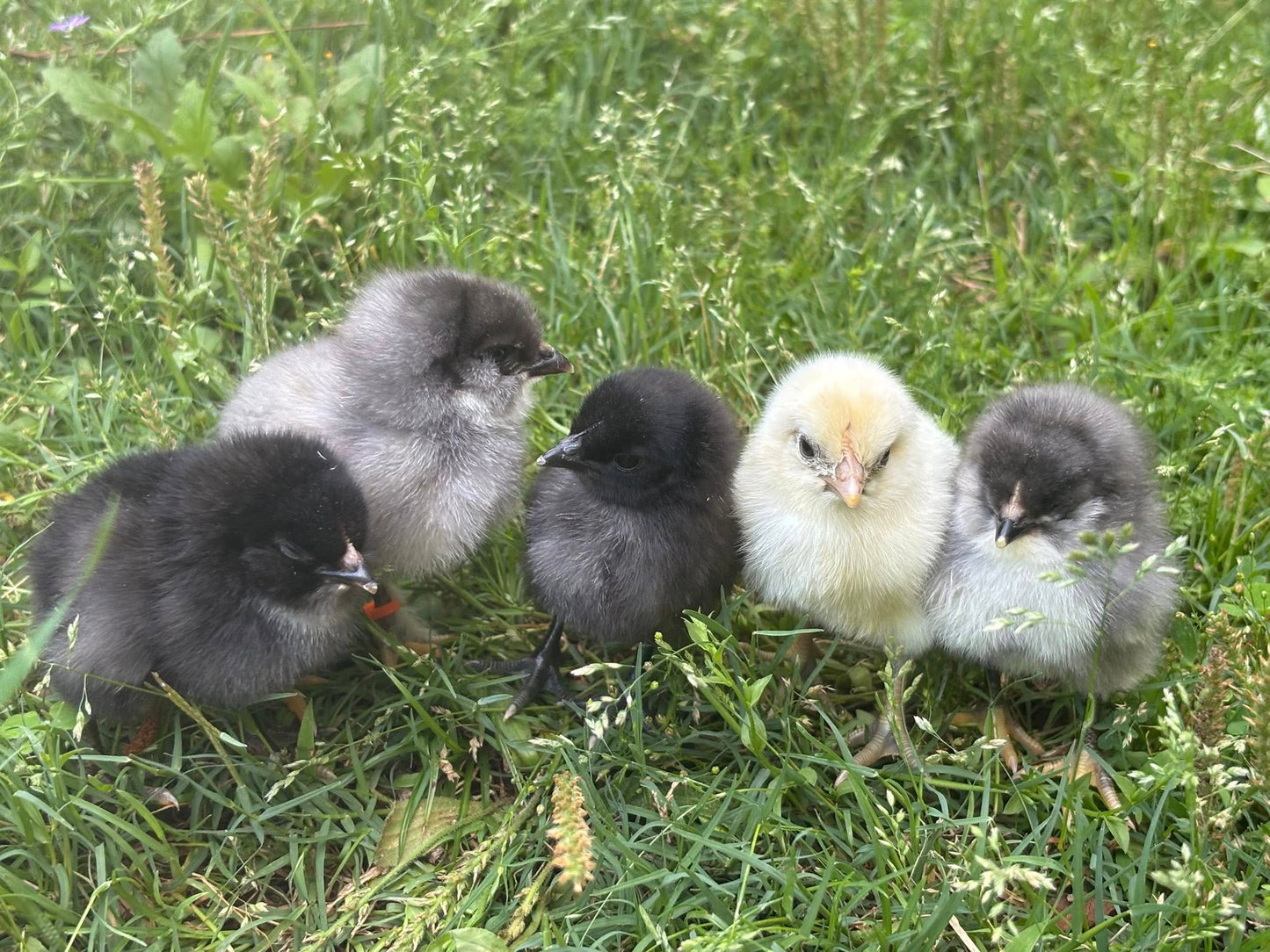 Chicks For Sale