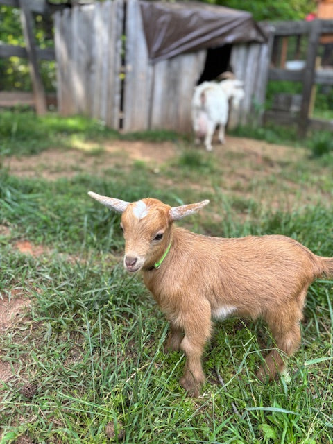 Nigerian Dwarf Goats