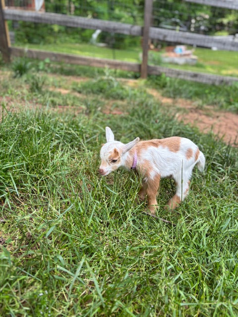 Nigerian Dwarf Goats