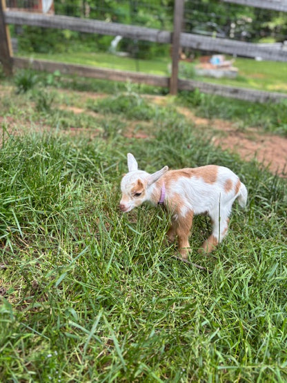 Nigerian Dwarf Goats