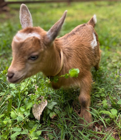 Nigerian Dwarf Goats