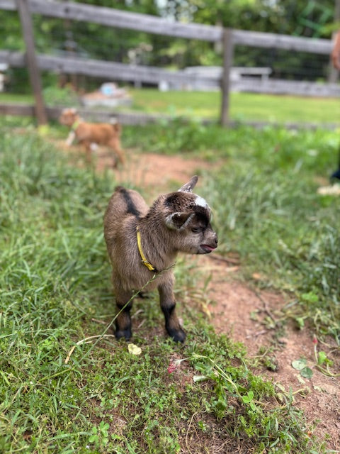 Nigerian Dwarf Goats