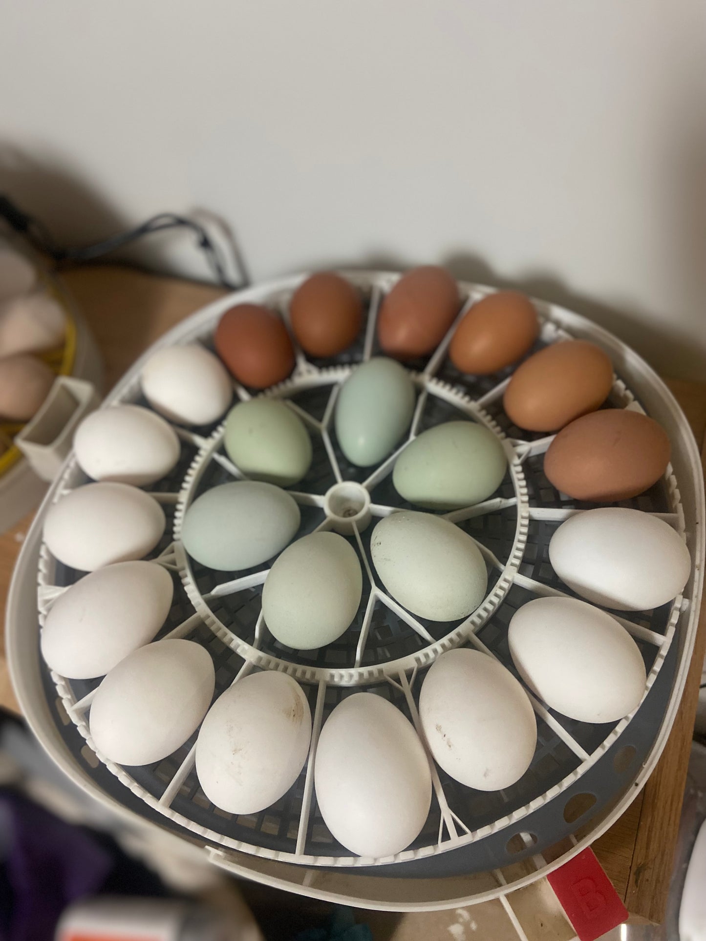 Hatching Eggs