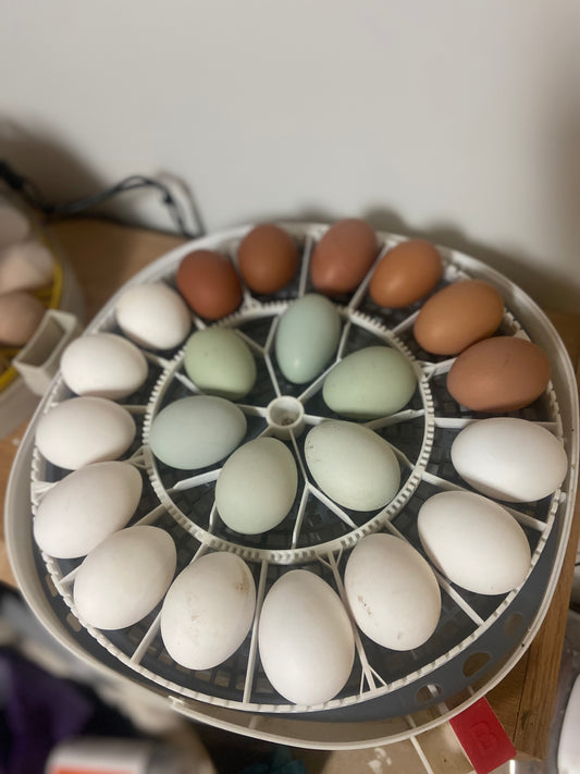 Hatching Eggs