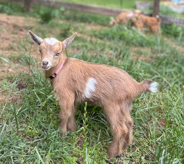 Nigerian Dwarf Goats