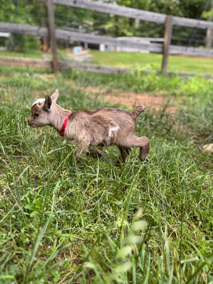 Nigerian Dwarf Goats
